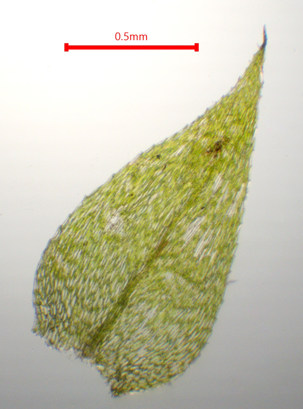 Brachythecium curtum